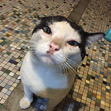 singapore cooking class, singapore cooking lesson, learn, how to cook singapore dishes, singapore cookery class, singapore cookery lessons, nonya cooking class, how to, malay cooking class, chinese cooking class, indian cooking class, nyonya cooking class, peranakan cooking class, eurasian cooking class, things to do in singapore, best cooking class, singapore, must do, asian cooking class, food, home, house, chef, private cooking class, top 10 cooking class, where do i, tourist, visitor, culinary, cookery magic, cooking classes singapore, cooking class singapore, the best cooking classes in singapore, the ten best singapore cooking classes, learn to cook in singapore, book cooking classes in singapore, cooking classes and lessons in singapore, cooking schools in singapore, culinary school singapore, cookery magic, ruqxana vasanwala, food sorceress, rukhsana corporate cooking class, team building, team bonding, group activity, hands on cooking class, lunch and learn, company, fun things to do in singapore, fun cooking class hen party, bachelor party, children’s cooking class, cooking class for school, ubin cooking class, island cooking class, kampong cooking class